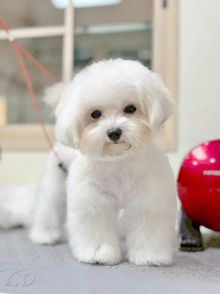 Studio style teddy bear Maltese dog haircut example