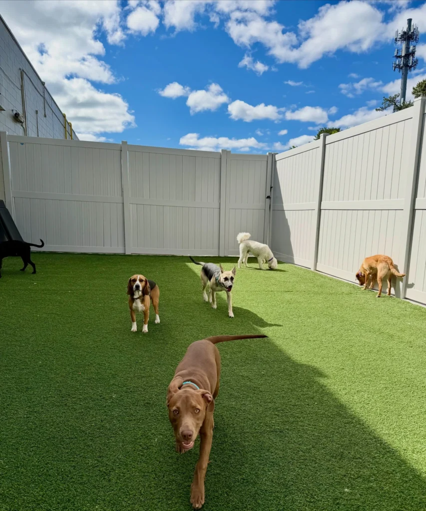 Open turf play yard with white fencing at dog daycare