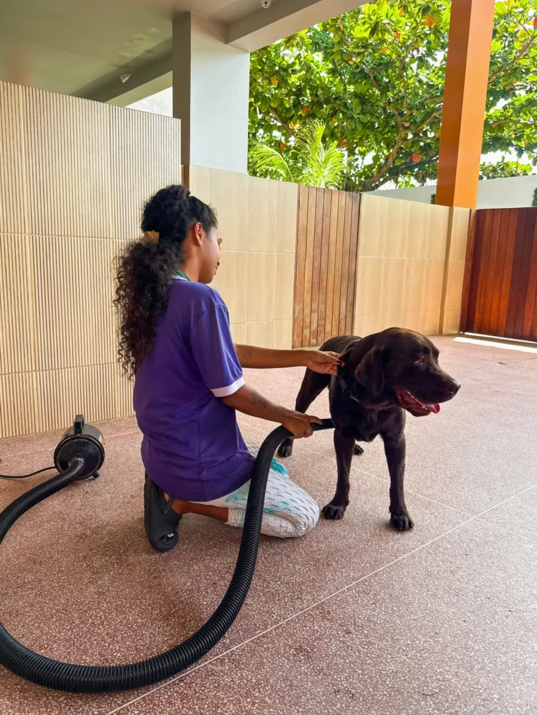 Outdoor dog grooming and drying station under covered patio