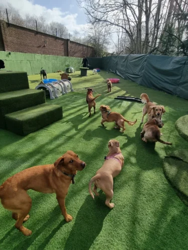 Outdoor dog daycare yard with multiple play obstacles