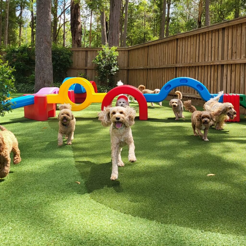 Dog daycare layout ideas outdoor playground with arches and ramps