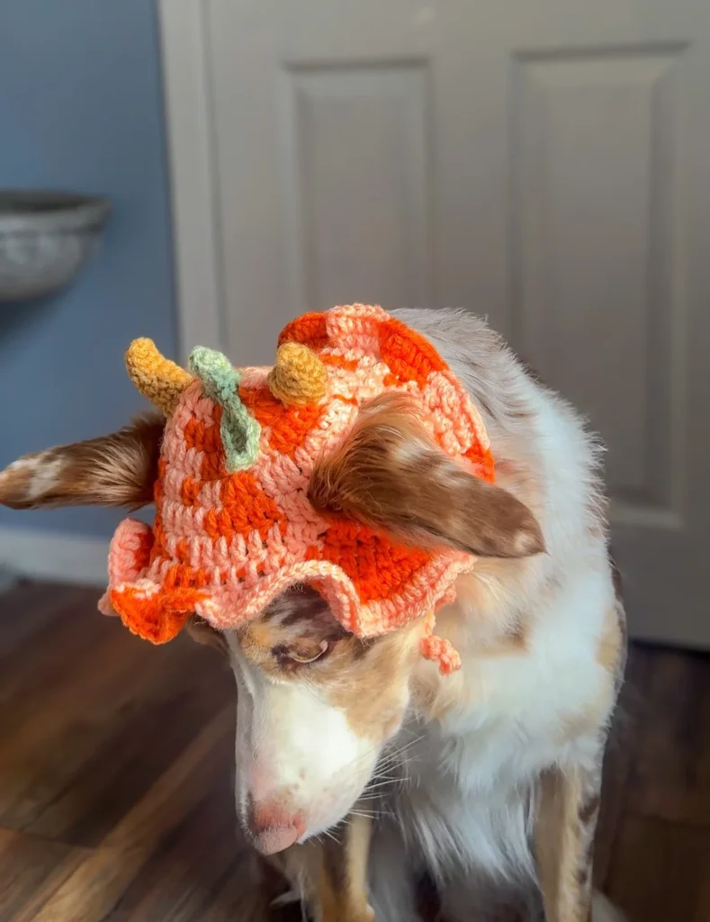 Pumpkin crochet bonnet with vine for dogs