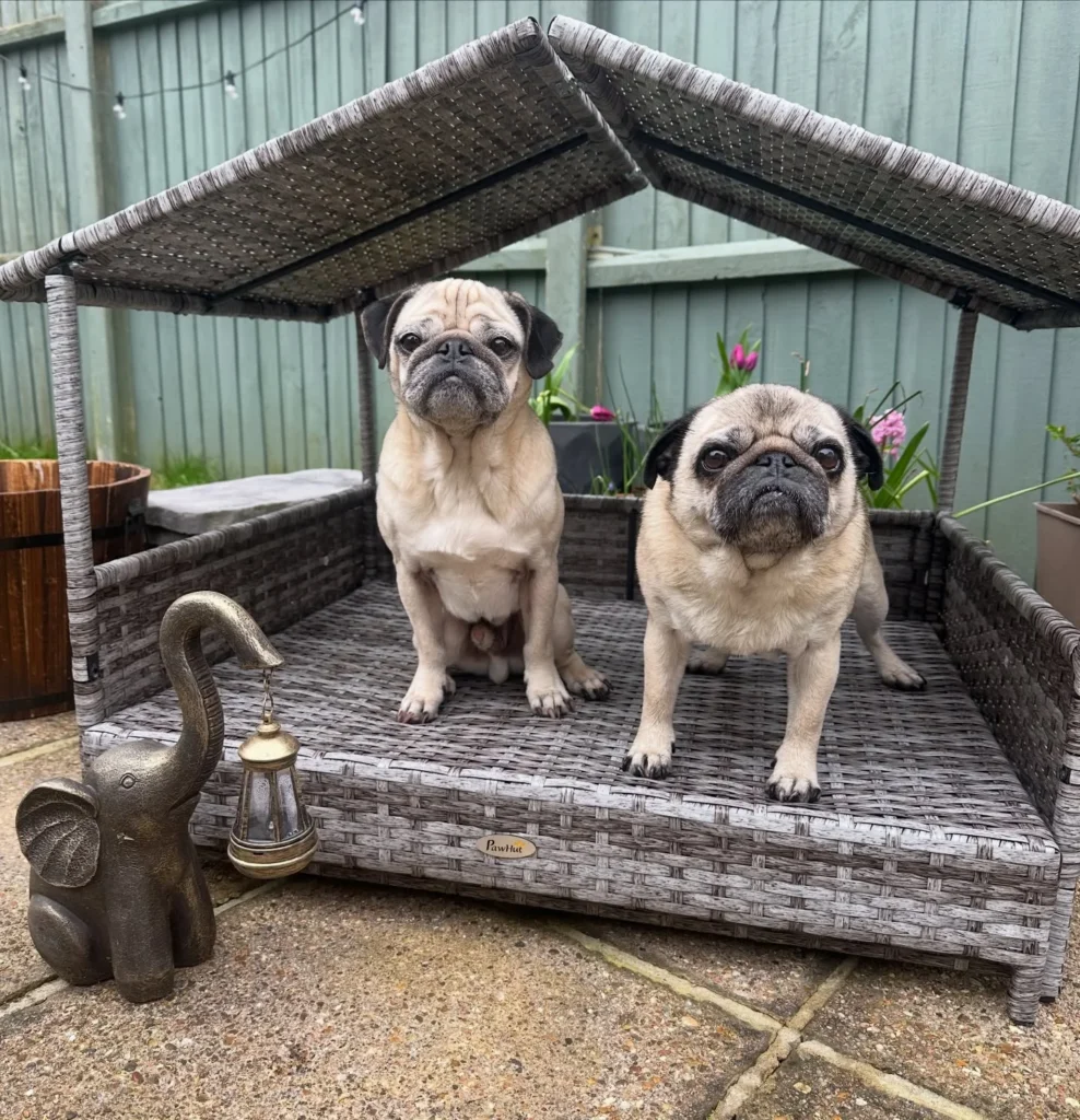 Rattan gazebo style double dog house idea for outdoor patios