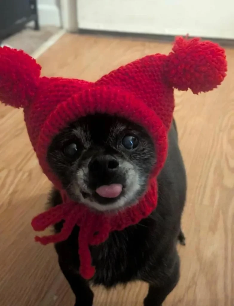 Red pom pom ear beanie crochet dog hat