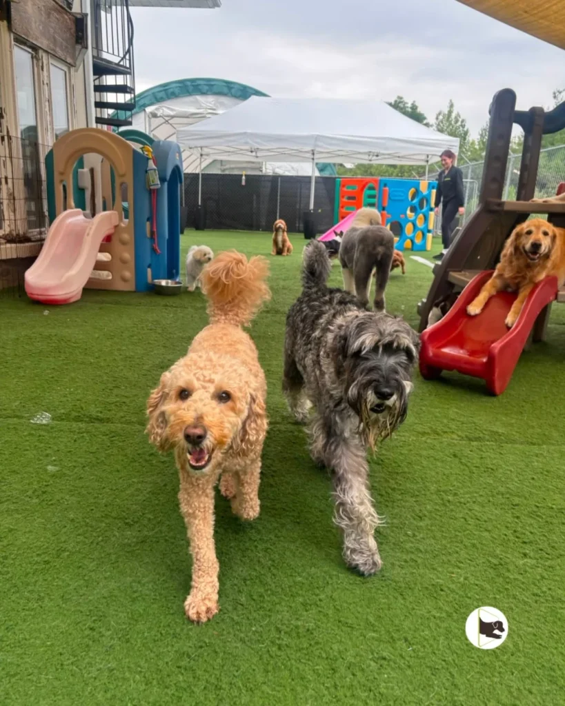 Repurposed kids playground slide used as dog play equipment