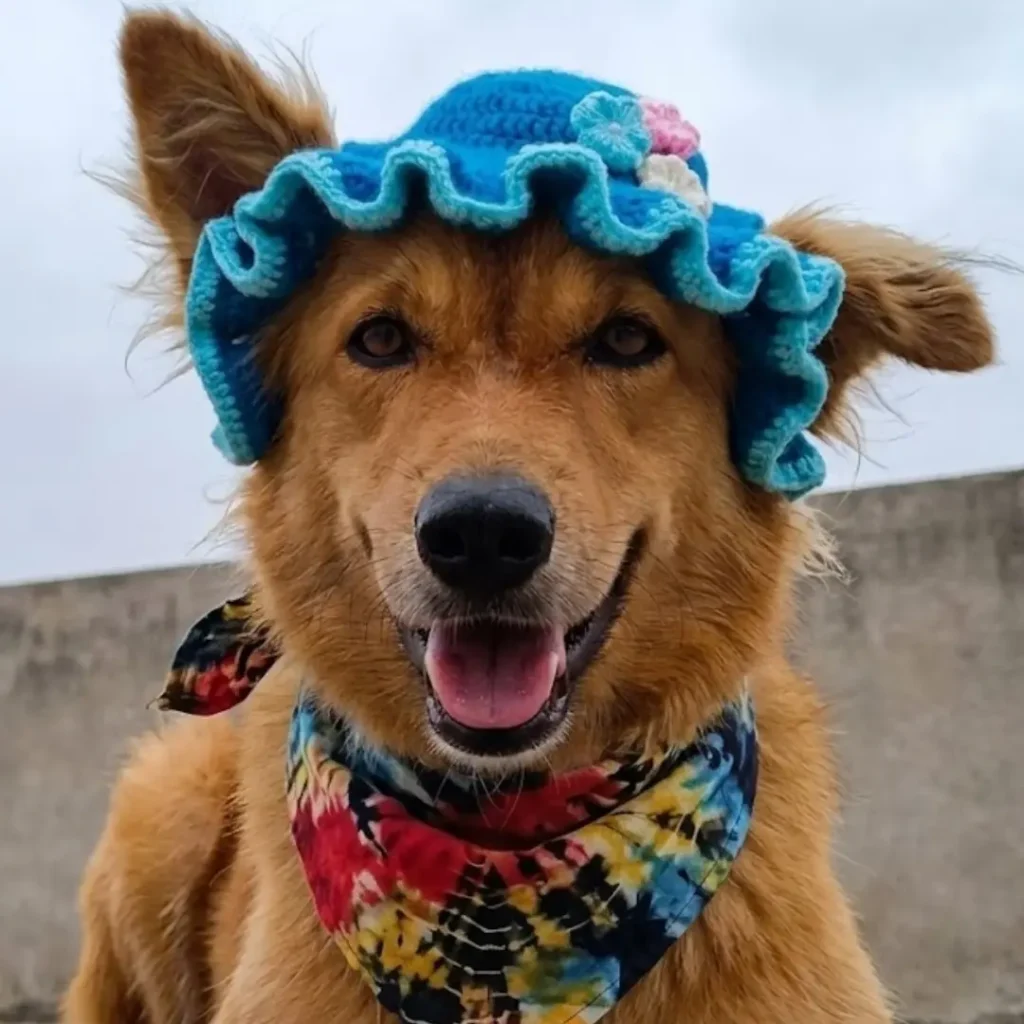 Teal ruffled sun bonnet crochet dog hat idea
