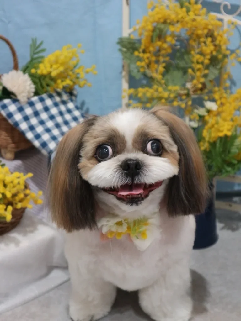 Shih Tzu haircuts classic teddy bear face with rounded muzzle and floppy ears