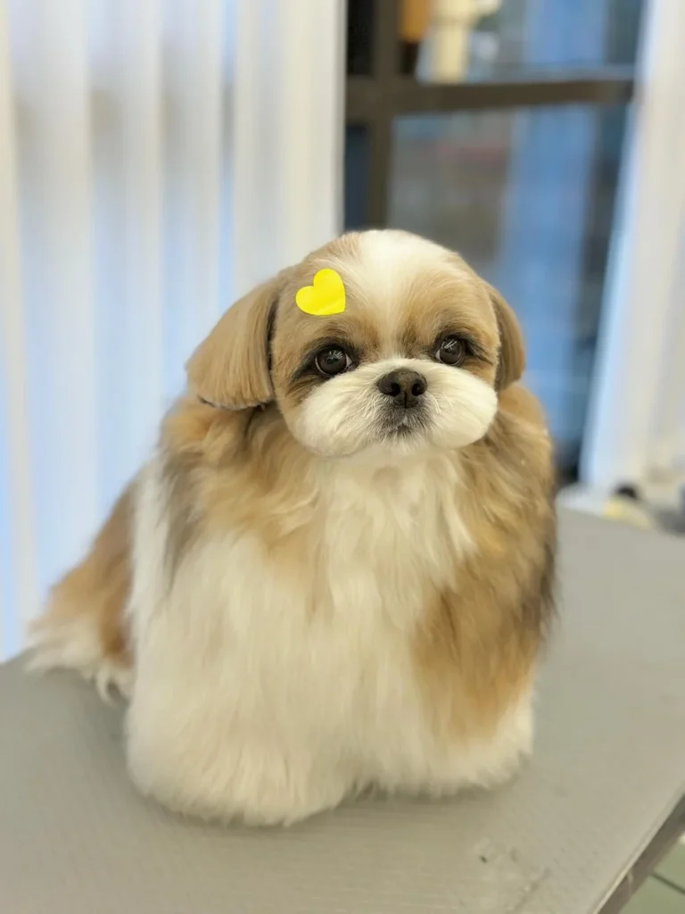 Extreme round teddy bear face shape on a groomed Shih Tzu