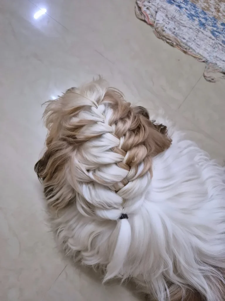 Close up fishtail braided topknot detail on a groomed Shih Tzu
