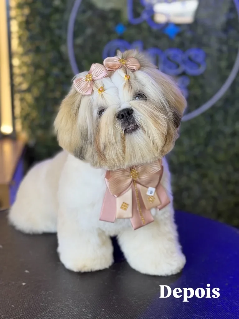 Fluffy pageant style Shih Tzu cut with double topknot bows and collar bow