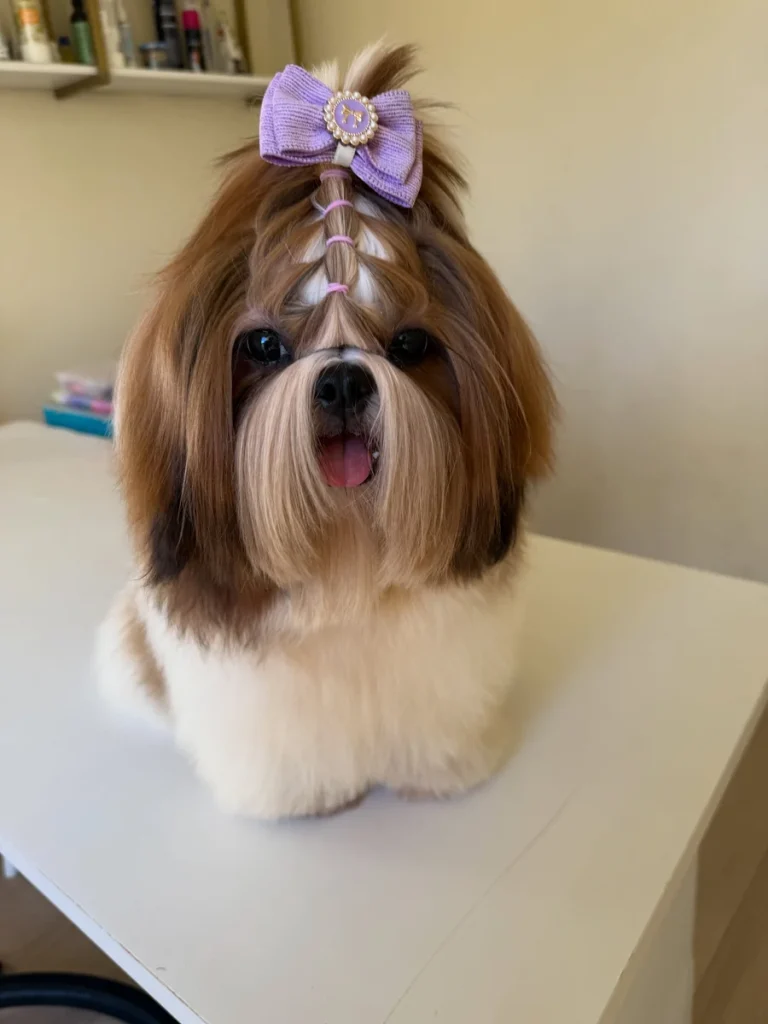 Shih Tzu haircut styles high ponytail unicorn topknot with a small bow