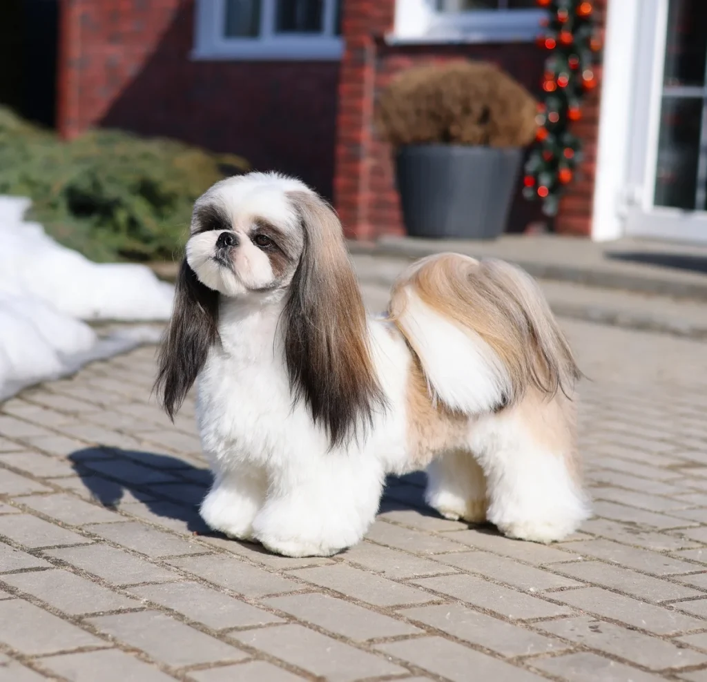 Shih Tzu lion style cut with long ears and tail over a short trimmed body