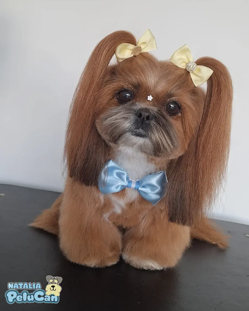 Shih Tzu with long pigtail ears tied into bows over a short body coat