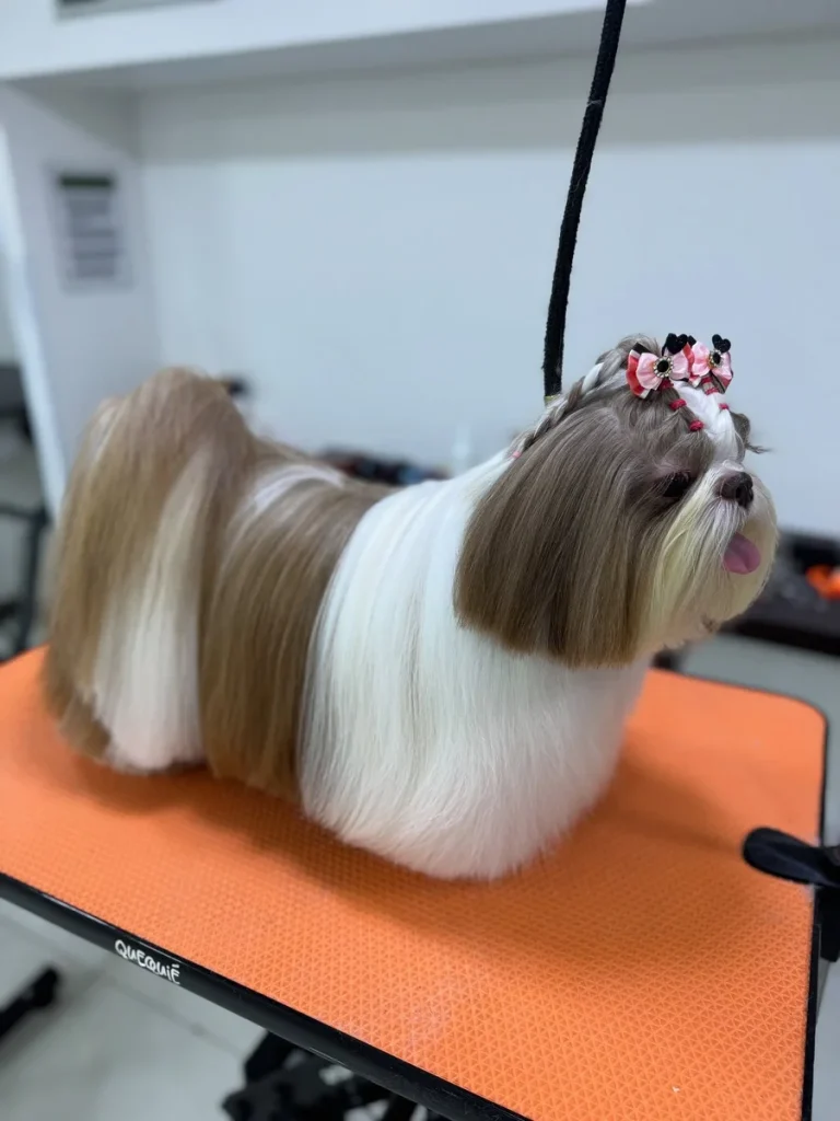 Long Shih Tzu haircut for long hairs with floor length coat and braided bows