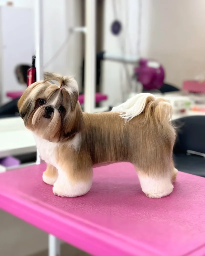 Medium length Shih Tzu puppy cut with a single small topknot
