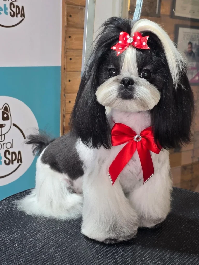Black and white panda colored Shih Tzu teddy bear haircut