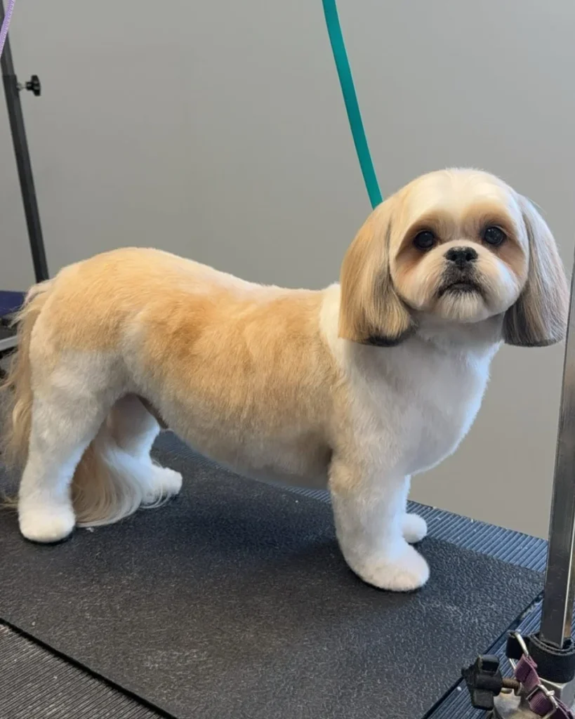Shih Tzu puppy cut with fluffy rounded cylindrical leg shaping