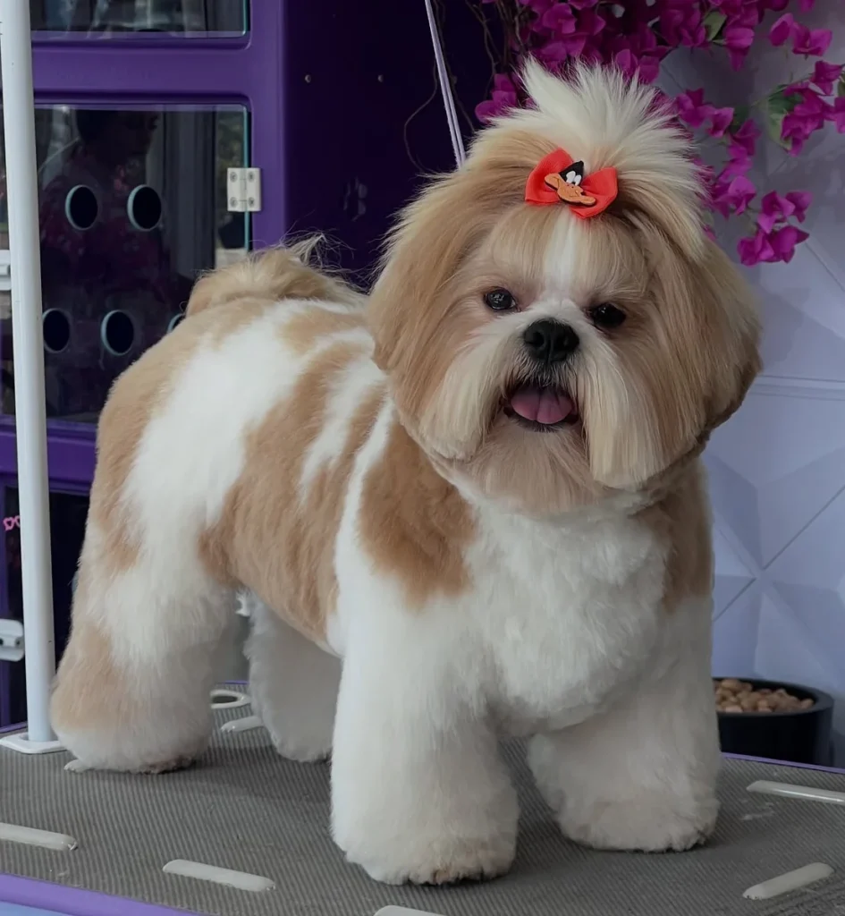 Short Shih Tzu haircuts for short hairs with tan and white patchwork coat