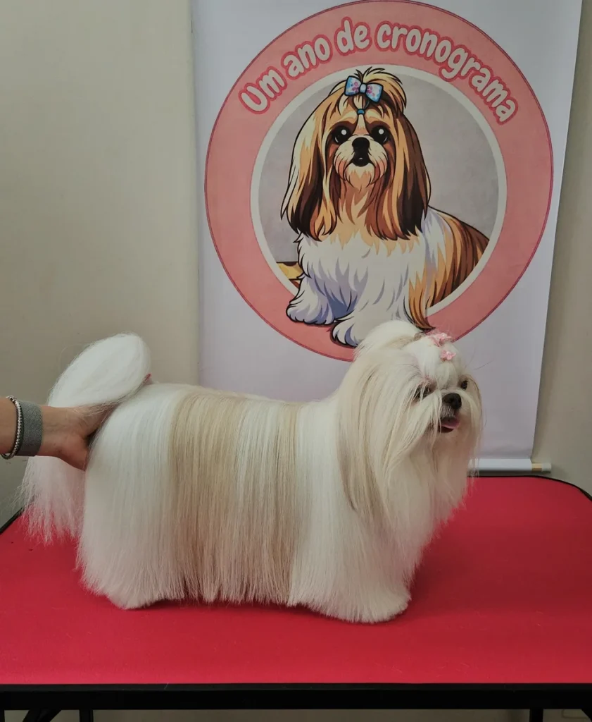 Shih Tzu haircut styles traditional long flowing show coat side profile