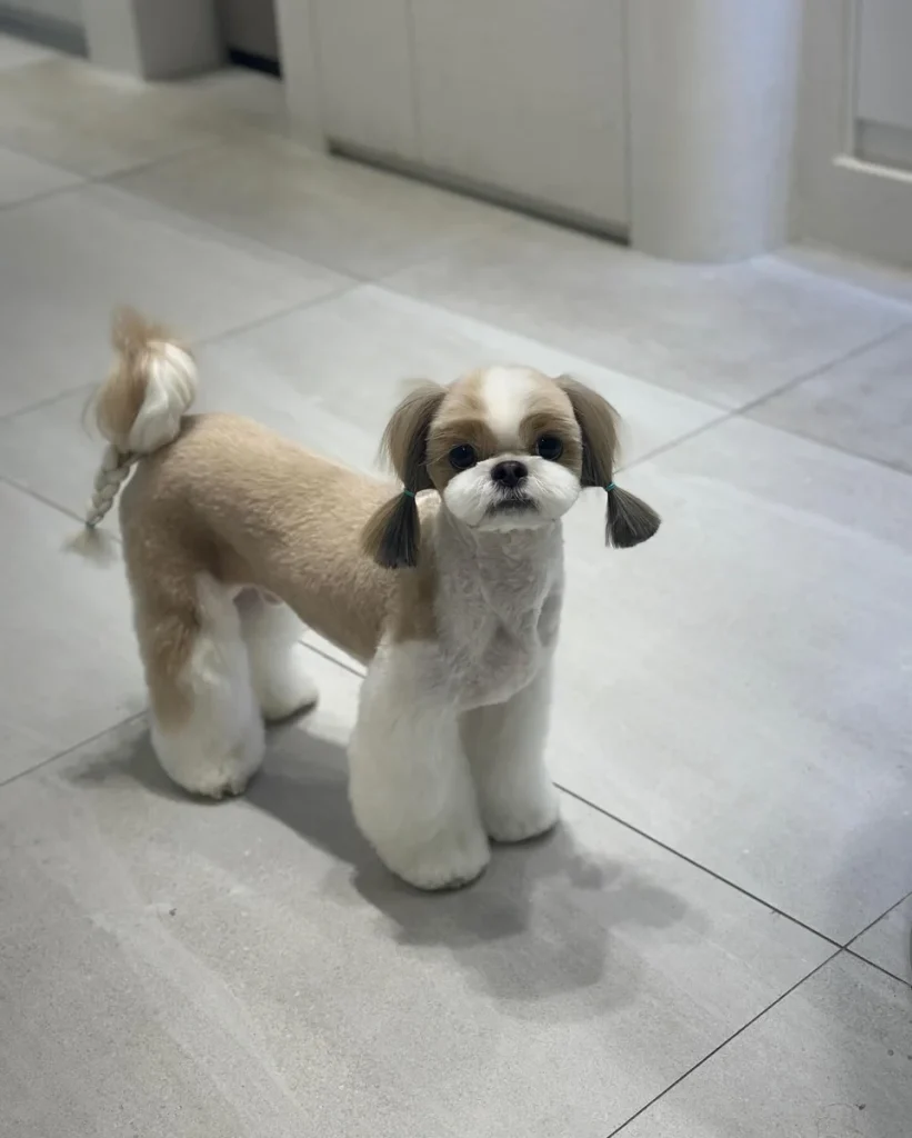 Shih tzu haircut grooming ultra short summer cut with a braided tail