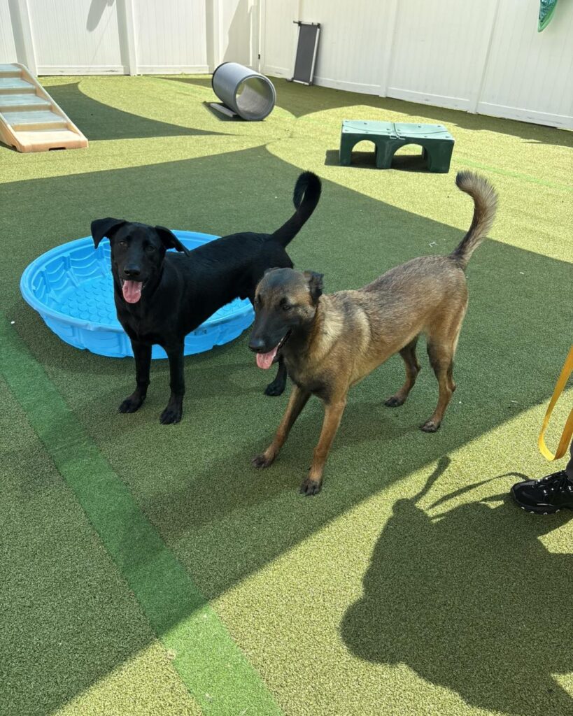 Simple fenced turf yard with kiddie pools for daycare dogs