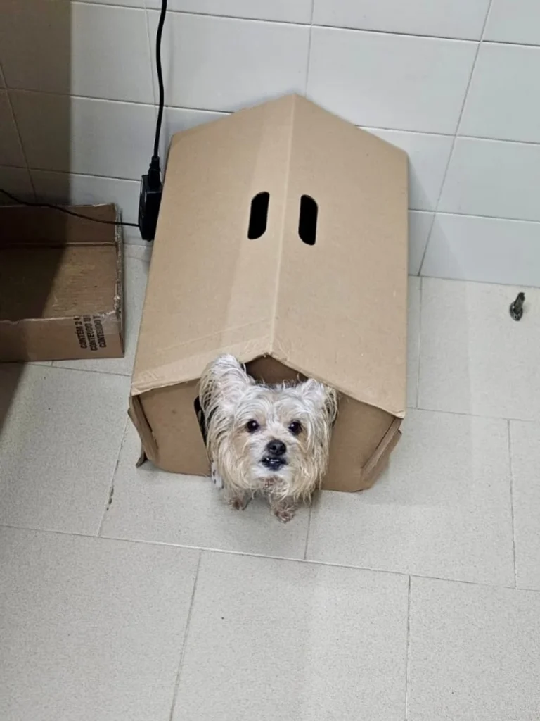 Simple beginner paper dog house idea with triangle roof design