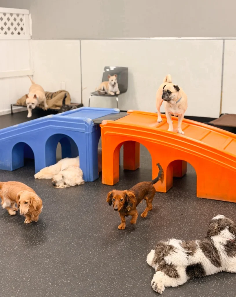 Small dog bridge and tunnel play zone indoor daycare