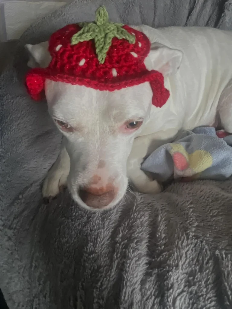Sparkly strawberry crochet dog hat pattern