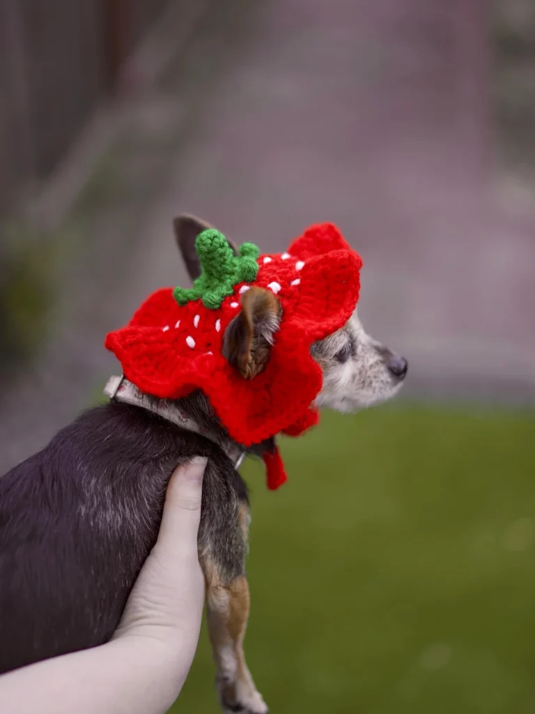 Crochet Dog Hat Free Patterns strawberry bonnet with seeds