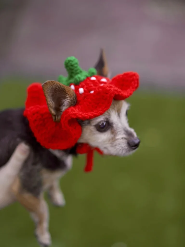 Strawberry crochet bonnet worn by small dog