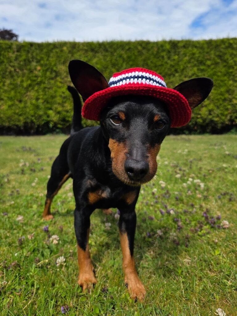 Striped crochet dog hat pattern for beginners