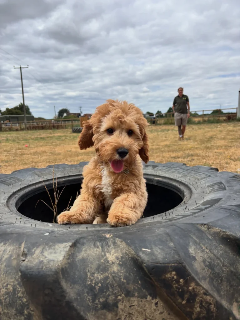 Tractor tire obstacle in an open dog park field