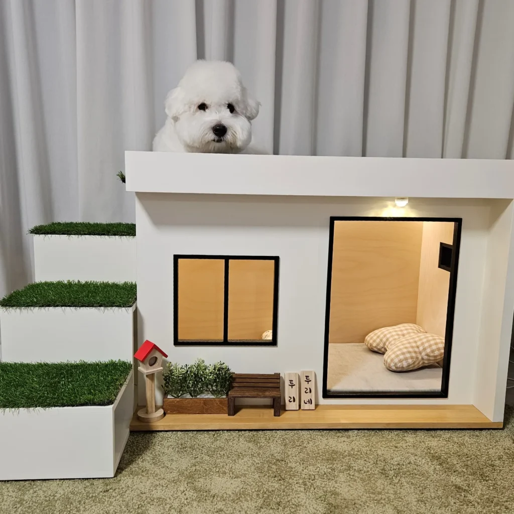 Bichon frise peeking over white dog house roof