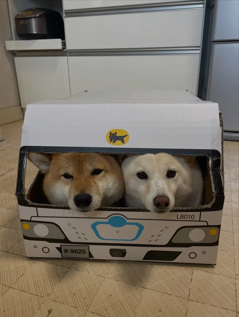 Novelty delivery truck style paper dog house idea for two dogs
