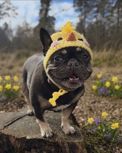 Yellow chick crochet dog hat pattern idea