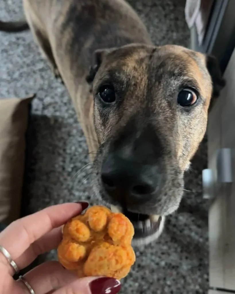 Homemade carrot and oat cookies, a simple carrot dog treats homemade snack
