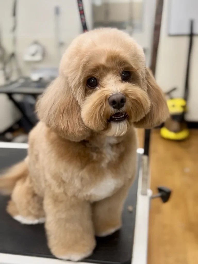 Cavapoo bearded chin teddy bear grooming trim