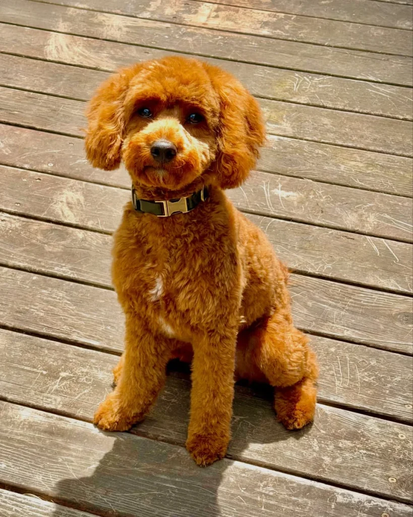 Cavapoo haircut styles teddy bear cut with round fluffy face
