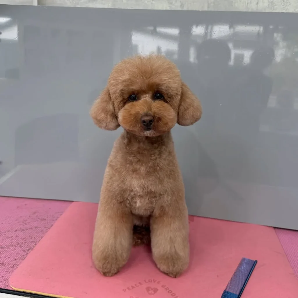 Cavapoo compact structured show trim front view
