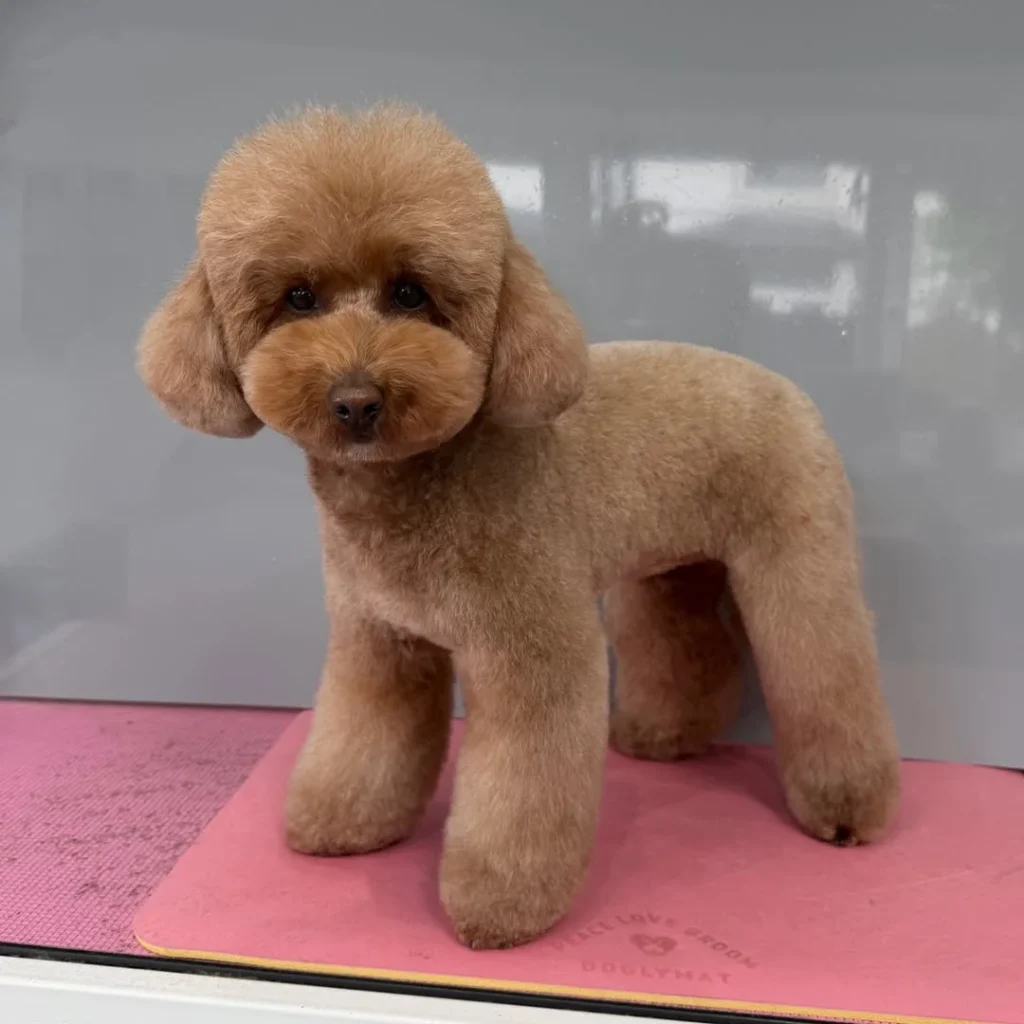 Cavapoo compact structured show trim side profile