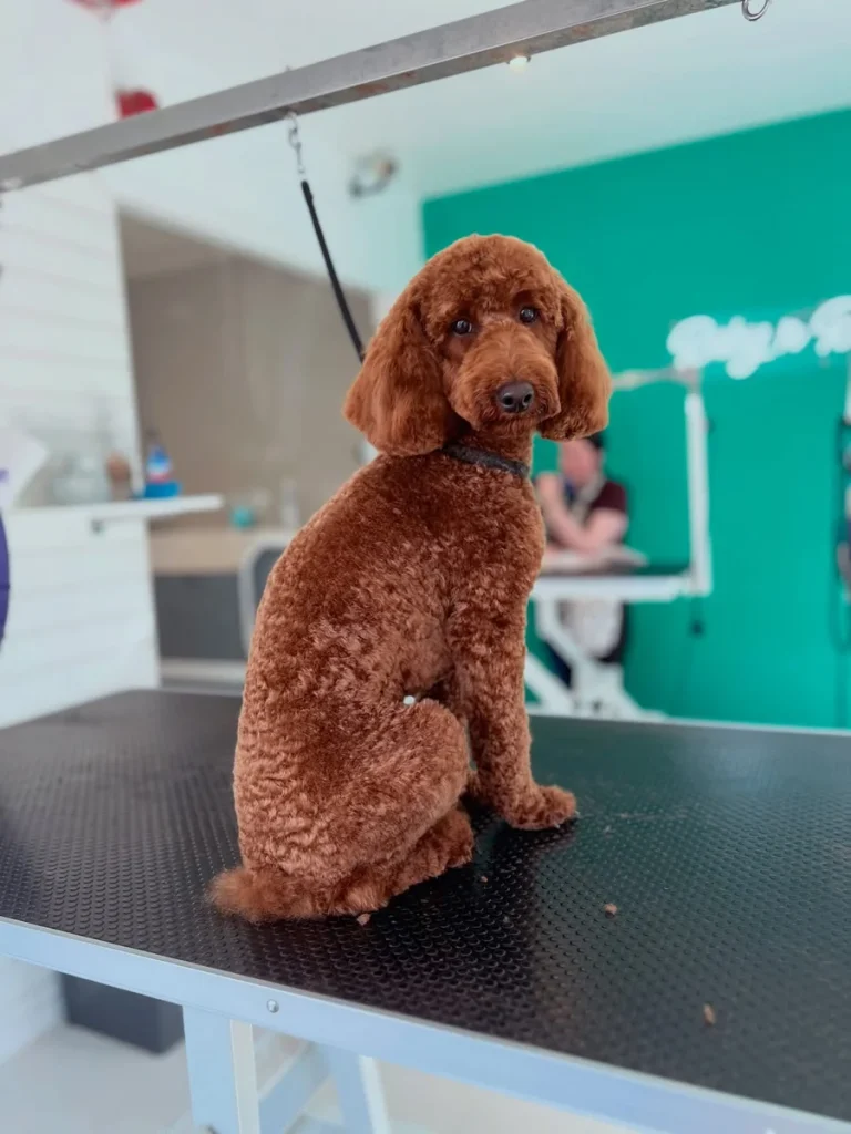Cavapoo haircut styles inspired continental short body trim