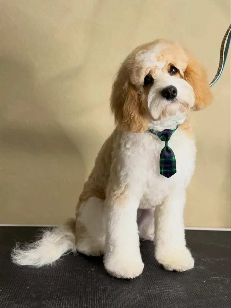 Cavapoo lamb cut with short body and fuller legs