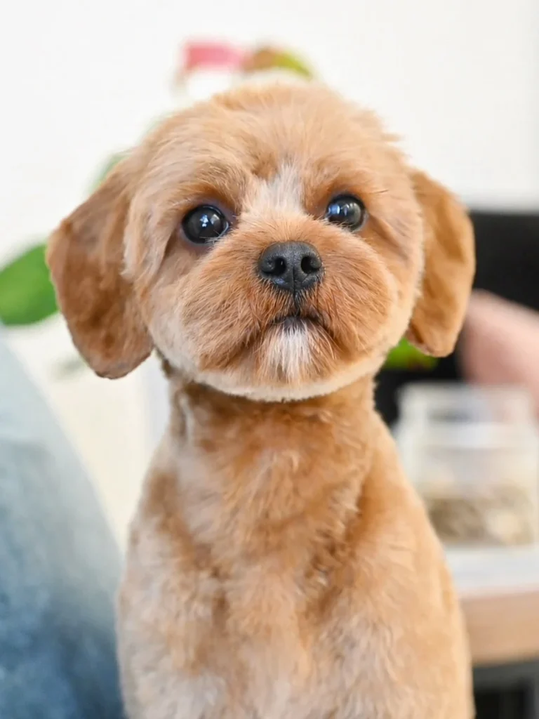 Close up of Cavapoo long ear teddy bear grooming style