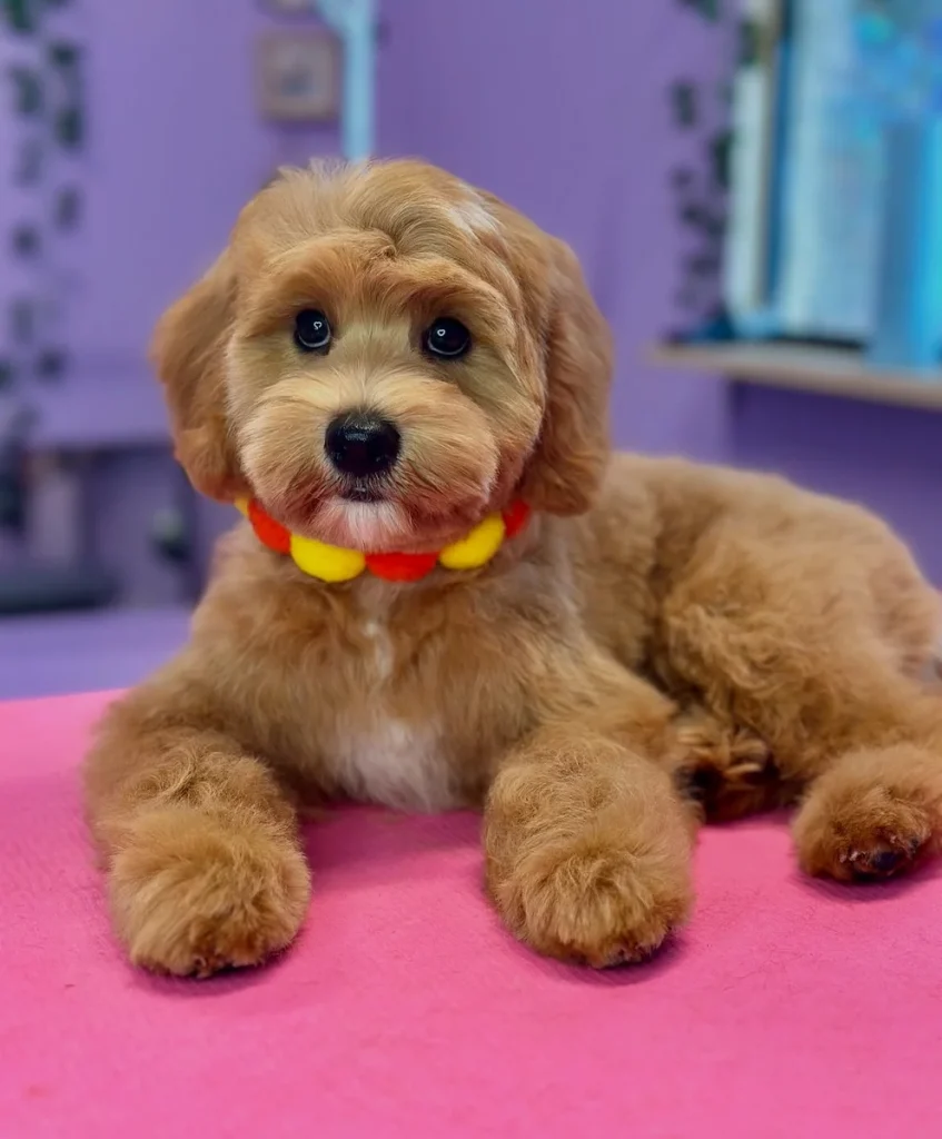 Cavapoo long ear teddy bear portrait lying down pose