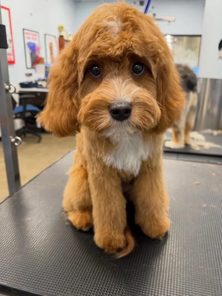 Cavapoo relaxed everyday long ear teddy bear style