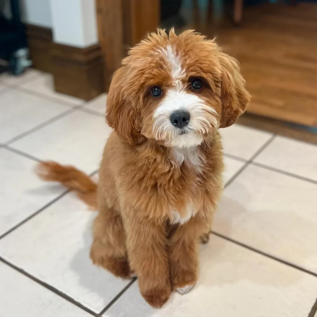 Cavapoo natural shaggy coat with soft white blaze