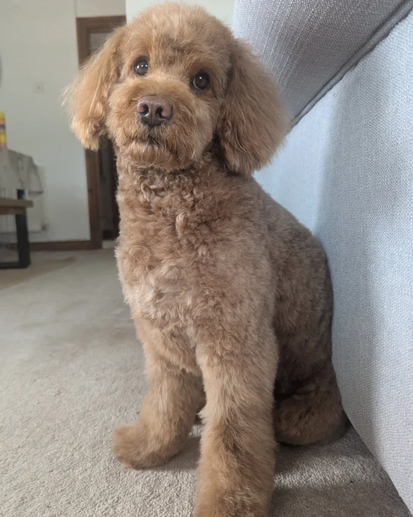 Cavapoo haircut styles long natural shaggy no trim look