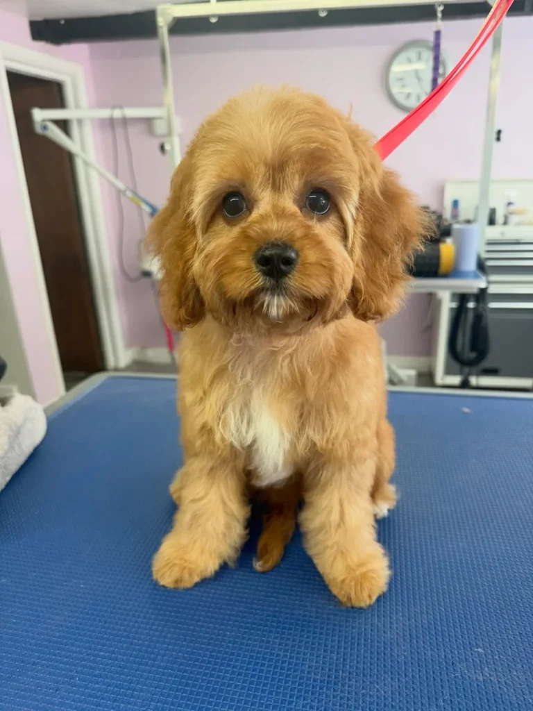 Cavapoo puppy with natural untrimmed fluffy coat