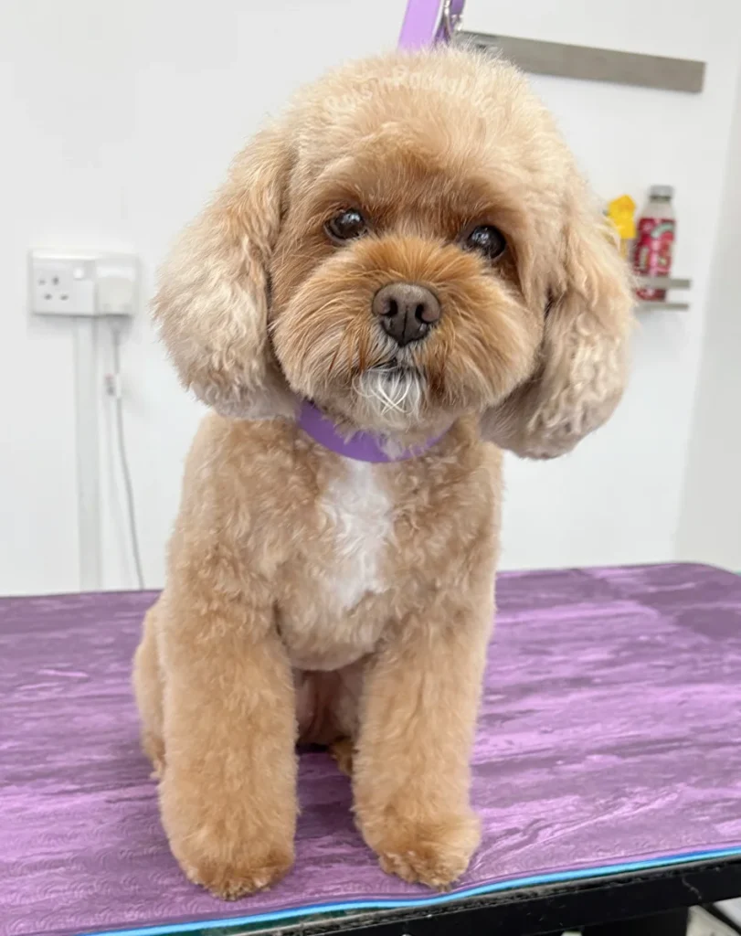 Cavapoo haircut styles short rounded teddy bear cut