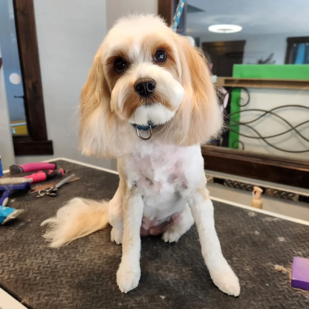 Cavapoo haircut styles summer shave down with fluffy head